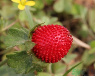 蛇莓能吃嗎？蛇莓的功效作用