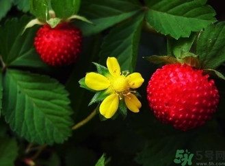 蛇莓能吃嗎？蛇莓的功效作用
