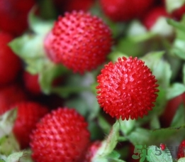 蛇莓能吃嗎？蛇莓的功效作用