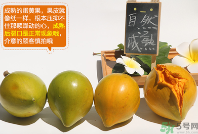 蛋黃果怎么催熟？生的蛋黃果如何催熟？