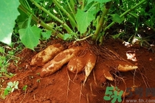 天山雪蓮果的營(yíng)養(yǎng)價(jià)值 天山雪蓮果的功效與作用 天山雪蓮果的營(yíng)養(yǎng)價(jià)值 天山雪蓮果的功效與作用