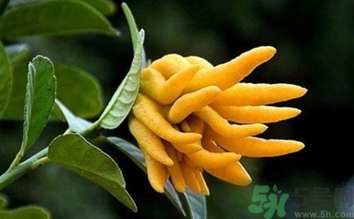 佛手果孕婦可以吃嗎？佛手果的功效與作用