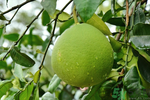 柚子沒熟能吃嗎？柚子沒熟怎么放熟？