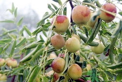 冬棗會(huì)打農(nóng)藥嗎?冬棗上的農(nóng)藥怎么處理 冬棗會(huì)打農(nóng)藥嗎?冬棗上的農(nóng)藥怎么處理