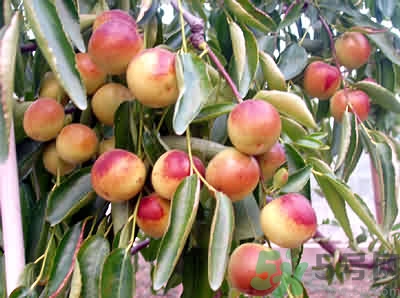 冬棗會(huì)打農(nóng)藥嗎?冬棗上的農(nóng)藥怎么處理 冬棗會(huì)打農(nóng)藥嗎?冬棗上的農(nóng)藥怎么處理