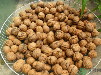 核桃長(zhǎng)毛了還能吃嗎？核桃長(zhǎng)毛了怎么辦？