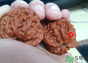 核桃長(zhǎng)蟲(chóng)了還能吃嗎？核桃長(zhǎng)蟲(chóng)子怎么處理？