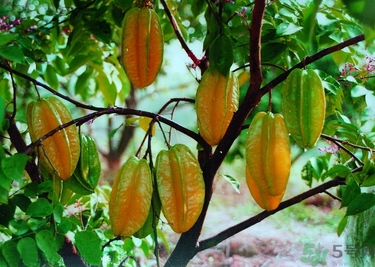 孕婦能吃楊桃嗎？楊桃的功效與作用