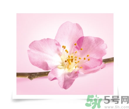 淳萃水舞櫻花洗發(fā)水好用嗎？淳萃水舞櫻花洗發(fā)水多少錢(qián)？