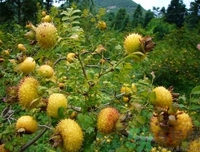 孕婦能吃刺梨嗎？刺梨的功效與作用