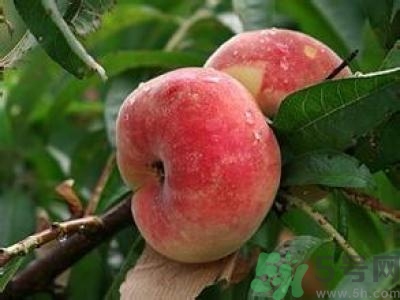 蟠桃孕婦可以吃嗎？蟠桃和水蜜桃的區(qū)別