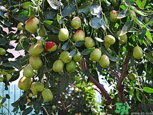 冬棗怎么洗才干凈？冬棗如何清洗？