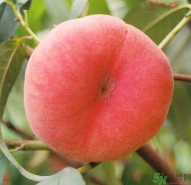 蟠桃孕婦可以吃嗎？蟠桃和水蜜桃的區(qū)別