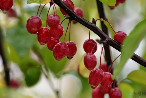 海棠果孕婦能吃嗎？海棠果的功效與作用