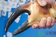 被螃蟹咬了要打破傷風針嗎？被螃蟹夾了怎么辦？