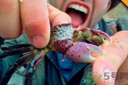 被螃蟹夾出血了怎么辦？螃蟹夾出血了怎么處理？