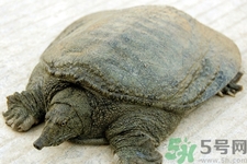 被甲魚咬了要打破傷風(fēng)嗎？被甲魚咬了怎么辦？