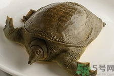 被甲魚咬了要打破傷風(fēng)嗎？被甲魚咬了怎么辦？