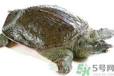 甲魚怎么殺？甲魚怎么處理？