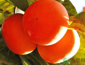 脆柿子不能跟什么一起吃？甜柿子不能跟什么一起吃？