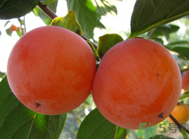 脆柿子不能跟什么一起吃？甜柿子不能跟什么一起吃？