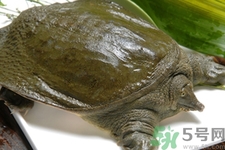 甲魚怎么吃最有營養(yǎng)？甲魚怎么吃最補身體？