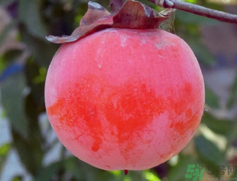 柿子和酸奶能一起吃嗎？柿子和酸奶能一起吃會中毒嗎？