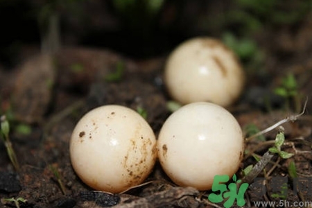 甲魚蛋多少錢一斤？甲魚蛋多少錢一個？