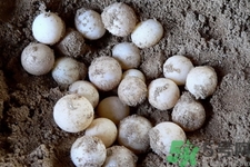 甲魚蛋多少錢一斤？甲魚蛋多少錢一個？