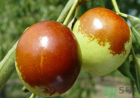 鮮棗怎么蒸？鮮棗蒸多長(zhǎng)時(shí)間？