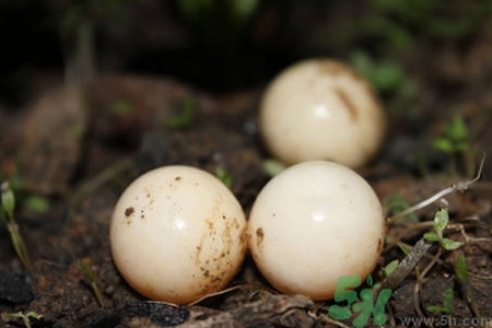 孕婦可以吃甲魚蛋嗎？孕婦吃甲魚蛋有什么好處？