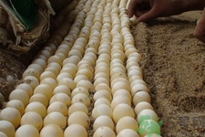 孕婦可以吃甲魚蛋嗎？孕婦吃甲魚蛋有什么好處？