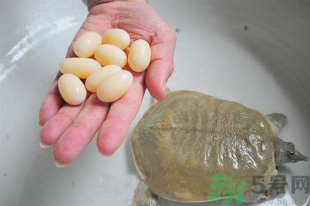 甲魚蛋怎么保存？甲魚蛋可以放冰箱嗎？