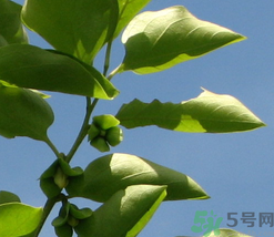 柿子葉怎么去斑？柿子葉祛斑偏方