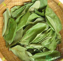 柿子葉怎么去斑？柿子葉祛斑偏方