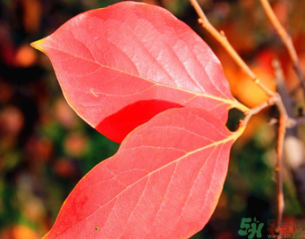 柿子葉能治糖尿病嗎？柿子葉茶能降血糖嗎？