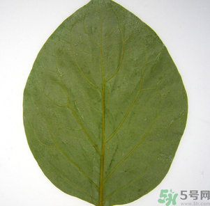 柿子葉能治糖尿病嗎？柿子葉茶能降血糖嗎？