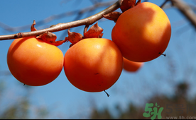 吃完柿子可以喝牛奶嗎？吃完柿子多久可以喝牛奶？