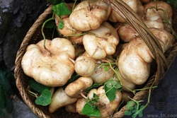 涼薯不能和什么一起吃?涼薯和什么相克 涼薯不能和什么一起吃?涼薯和什么相克