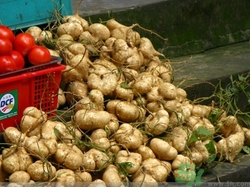 涼薯不能和什么一起吃?涼薯和什么相克 涼薯不能和什么一起吃?涼薯和什么相克