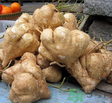 涼薯不能和什么一起吃?涼薯和什么相克 涼薯不能和什么一起吃?涼薯和什么相克