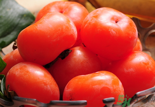 女人吃柿子有什么好處？女人吃柿子好嗎？