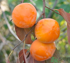 女人吃柿子有什么好處？女人吃柿子好嗎？