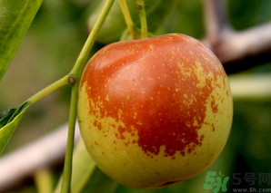 坐月子可以吃鮮棗嗎？產婦可以吃鮮棗嗎？