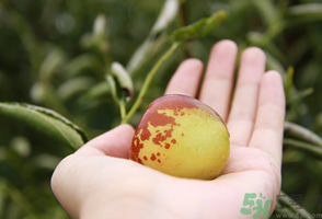 坐月子可以吃鮮棗嗎？產婦可以吃鮮棗嗎？