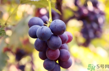 葡萄酒保質(zhì)期是多久？葡萄酒過(guò)期了能喝嗎？