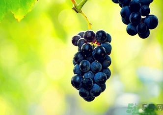 葡萄酒保質(zhì)期是多久？葡萄酒過(guò)期了能喝嗎？