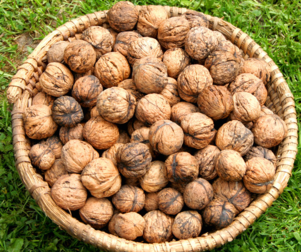 核桃受潮了怎么辦？核桃受潮了能吃嗎？