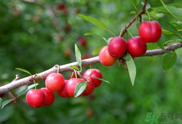 鈣果多少錢一斤？鈣果的營養(yǎng)價值功效作用