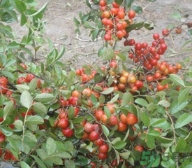 鈣果多少錢一斤？鈣果的營養(yǎng)價值功效作用